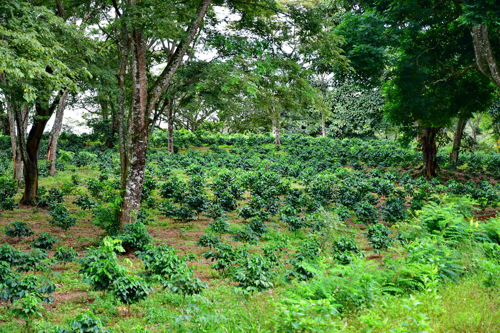 Bebeka Coffee Estate